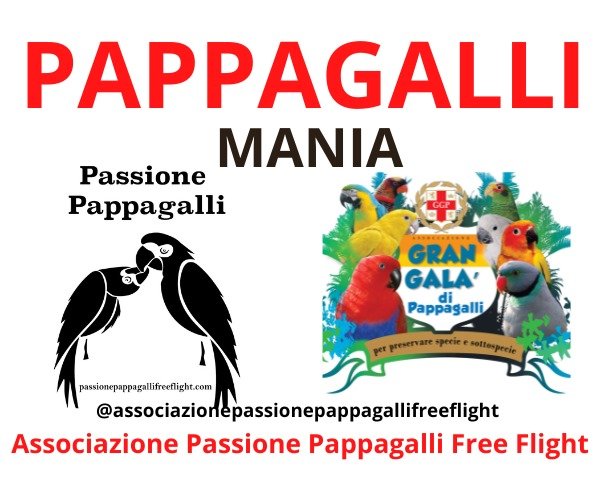 pappagalli-mania