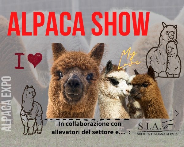 alpaca-show