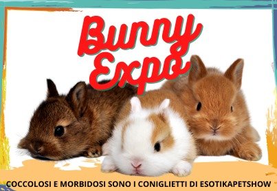 bunny-expo