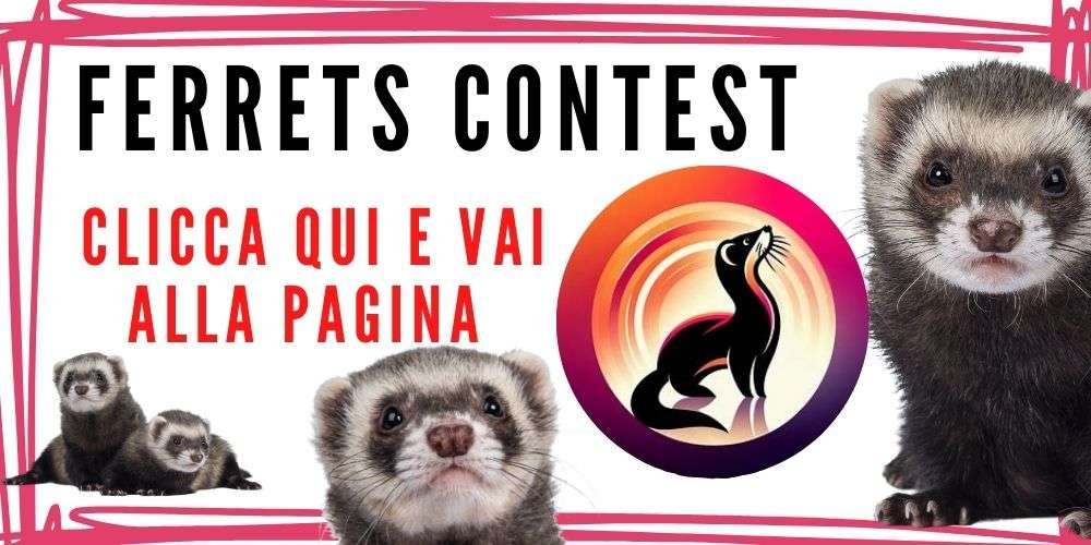 ferret-show