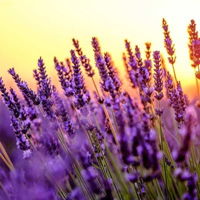 lavanda espositori